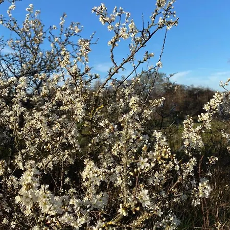 Coxy Penthouse Daire *