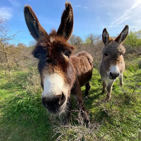 Coxy Penthouse コクセッド