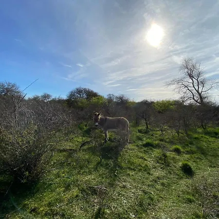 Coxy Penthouse アパート コクセッド