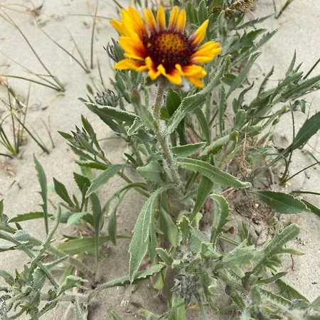 Coxy Penthouse Koksijde