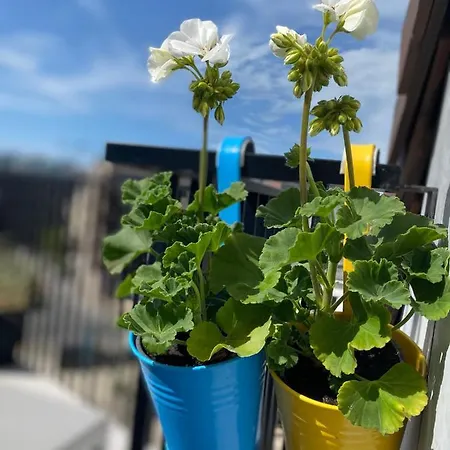 Coxy Penthouse Daire Koksijde