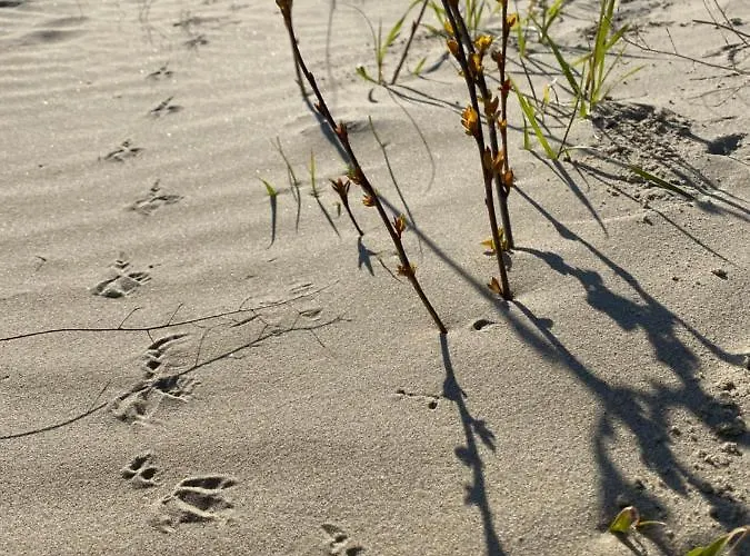 Apartment Coxy Penthouse