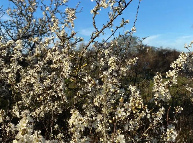 Coxy Penthouse Διαμέρισμα *