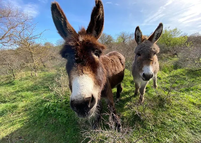Coxy Penthouse Koksijde