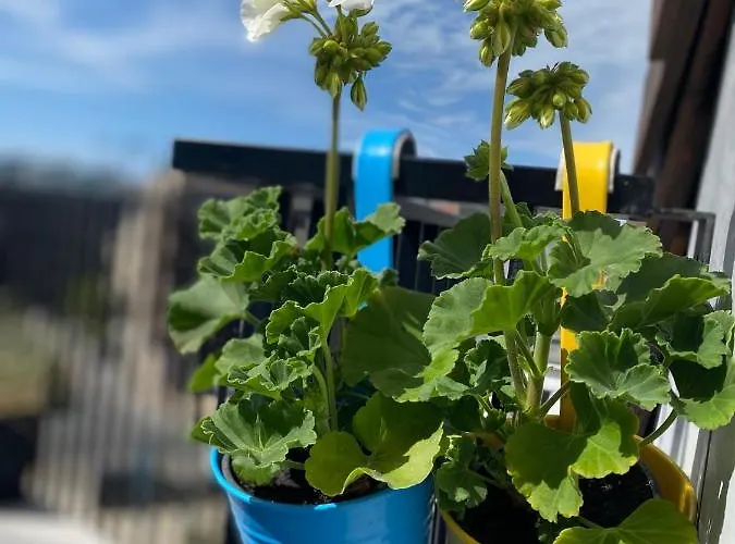 Coxy Penthouse Apartment Koksijde