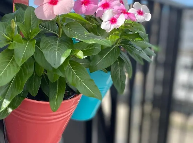 Apartment Coxy Penthouse *